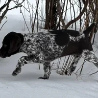 SOPHIA & BOONE GSP PUPPY, a female German Shorthaired Pointer for sale in Equinunk, PA – Photo 3 of 10