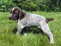 RONA & HERO PUPPY, a male German Shorthaired Pointer for sale in Equinunk, PA – 2 of 10