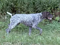 German Shorthaired Pointer Puppy - Lucy & Hero , a  German Shorthaired Pointer for sale in Equinunk, PA – 9 of 10
