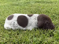 RONA & HERO PUPPY, a male German Shorthaired Pointer for sale in Equinunk, PA – 3 of 10