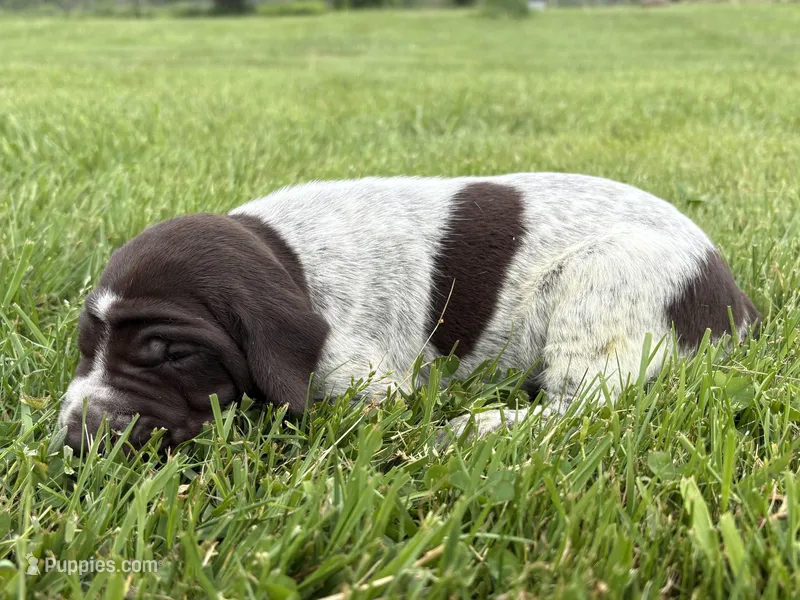 RONA & HERO PUPPY – German Shorthaired Pointer puppy for sale in Equinunk, PA