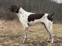 RONA & HERO PUPPY, a  German Shorthaired Pointer for sale in Equinunk, PA – Photo 10 of 10
