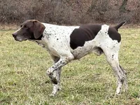 RONA & HERO PUPPY, a  German Shorthaired Pointer for sale in Equinunk, PA – Photo 4 of 10