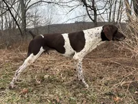 RONA & HERO PUPPY, a  German Shorthaired Pointer for sale in Equinunk, PA – Photo 8 of 10
