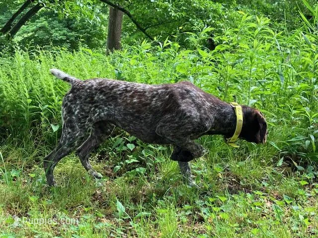 RONA & HERO PUPPY – German Shorthaired Pointer puppy for sale in Equinunk, PA