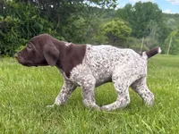 RONA & HERO PUPPY, a male German Shorthaired Pointer for sale in Equinunk, PA – 2 of 10