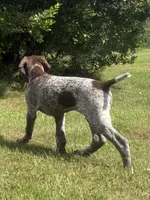 RONA & HERO PUPPY, a male German Shorthaired Pointer for sale in Equinunk, PA – 4 of 10