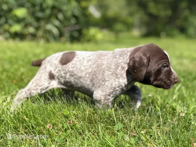 RONA & HERO PUPPY – German Shorthaired Pointer puppy for sale in Equinunk, PA
