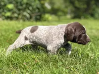 RONA & HERO PUPPY, a male German Shorthaired Pointer for sale in Equinunk, PA – 1 of 10