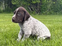 RONA & HERO PUPPY, a male German Shorthaired Pointer for sale in Equinunk, PA – 2 of 10