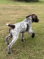 RONA & HERO PUPPY, a male German Shorthaired Pointer for sale in Equinunk, PA – 7 of 10
