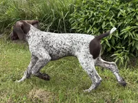 RONA & HERO PUPPY, a male German Shorthaired Pointer for sale in Equinunk, PA – 4 of 10