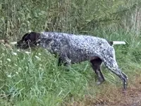 German Shorthaired Pointer Puppy - Lucy & Hero , a  German Shorthaired Pointer for sale in Equinunk, PA – 7 of 10