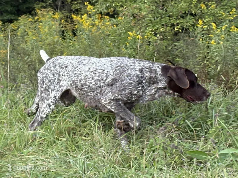 German Shorthaired Pointer Puppy - Lucy & Hero  – German Shorthaired Pointer puppy for sale in Equinunk, PA