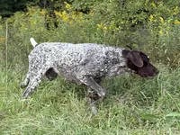 German Shorthaired Pointer Puppy - Lucy & Hero , a  German Shorthaired Pointer for sale in Equinunk, PA – 1 of 10