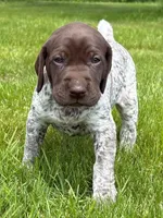 RONA & HERO PUPPY, a female German Shorthaired Pointer for sale in Equinunk, PA – 2 of 10