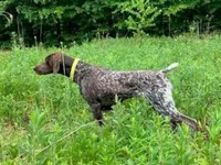 GSP PUPPIES - RONA & BREW, a female German Shorthaired Pointer for sale in Equinunk, PA – Photo 3 of 10