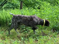 GSP PUPPIES - RONA & BREW, a female German Shorthaired Pointer for sale in Equinunk, PA – Photo 1 of 10