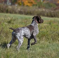 GSP PUPPIES - RONA & BREW, a female German Shorthaired Pointer for sale in Equinunk, PA – Photo 6 of 10