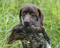GSP PUPPIES - RONA & BREW, a female German Shorthaired Pointer for sale in Equinunk, PA – Photo 8 of 10