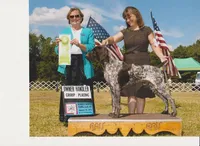 GSP PUPPIES - RONA & BREW, a female German Shorthaired Pointer for sale in Equinunk, PA – Photo 10 of 10