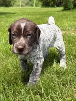 RONA & HERO PUPPY, a female German Shorthaired Pointer for sale in Equinunk, PA – 1 of 10