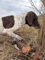 RONA & HERO PUPPY, a  German Shorthaired Pointer for sale in Equinunk, PA – Photo 6 of 10
