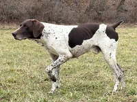 German Shorthaired Pointer Puppy - Lucy & Hero , a  German Shorthaired Pointer for sale in Equinunk, PA – 4 of 10