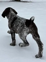 SOPHIA & BOONE GSP PUPPY, a female German Shorthaired Pointer for sale in Equinunk, PA – Photo 4 of 10