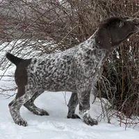 SOPHIA & BOONE GSP PUPPY, a female German Shorthaired Pointer for sale in Equinunk, PA – Photo 2 of 10