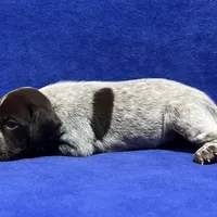 SOPHIA & BOONE GSP PUPPY, a female German Shorthaired Pointer for sale in Equinunk, PA – Photo 7 of 10
