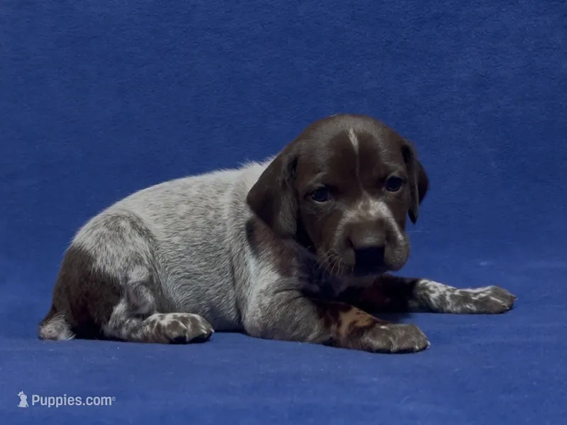 SOPHIA & BOONE GSP PUPPY