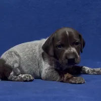 SOPHIA & BOONE GSP PUPPY, a female German Shorthaired Pointer for sale in Equinunk, PA – Photo 5 of 10