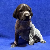 SOPHIA & BOONE GSP PUPPY, a female German Shorthaired Pointer for sale in Equinunk, PA – Photo 6 of 10