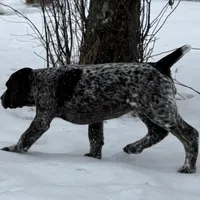 SOPHIA & BOONE GSP PUPPY, a female German Shorthaired Pointer for sale in Equinunk, PA – Photo 3 of 10