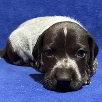 SOPHIA & BOONE GSP PUPPY, a female German Shorthaired Pointer for sale in Equinunk, PA – Photo 8 of 10