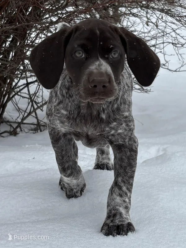 SOPHIA & BOONE GSP PUPPY
