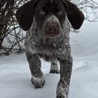 SOPHIA & BOONE GSP PUPPY, a female German Shorthaired Pointer for sale in Equinunk, PA – Photo 1 of 10