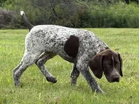 RONA & HERO PUPPY, a male German Shorthaired Pointer for sale in Equinunk, PA – 6 of 10