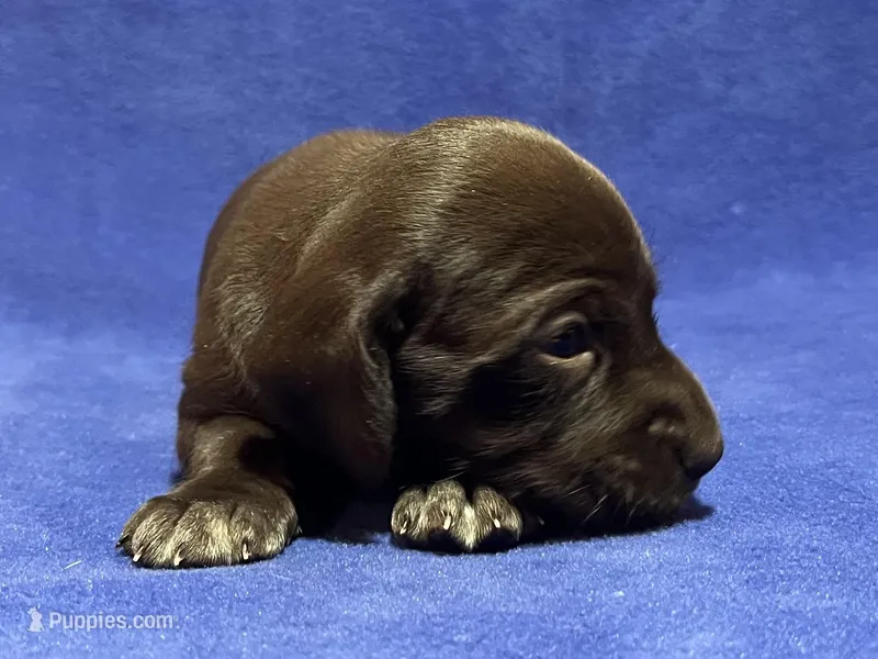 SOPHIA & BOONE GSP PUPPY