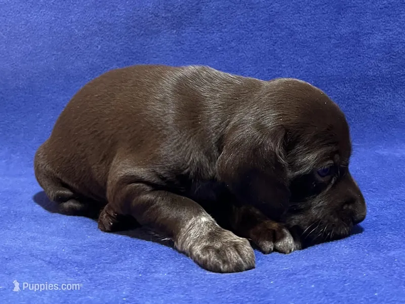 SOPHIA & BOONE GSP PUPPY
