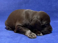 processed/6ed4dc9a-28f3-4b9d-83ac-f978b73d3fe9/listing/c4f5e48c-1a0d-49ee-b1f9-b6492cef5199/977d85ea-61c9-4ff6-ad93-9f28c19d591b