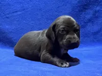 processed/6ed4dc9a-28f3-4b9d-83ac-f978b73d3fe9/listing/c4f5e48c-1a0d-49ee-b1f9-b6492cef5199/fd86e069-6a68-4011-a3c9-c6ca422284c6