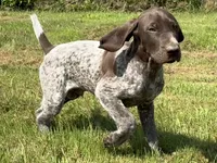 RONA & HERO PUPPY, a male German Shorthaired Pointer for sale in Equinunk, PA – 3 of 10