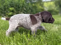 RONA & HERO PUPPY, a male German Shorthaired Pointer for sale in Equinunk, PA – 2 of 10