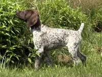 RONA & HERO PUPPY, a female German Shorthaired Pointer for sale in Equinunk, PA – 3 of 10