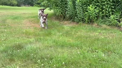 RONA & HERO PUPPY, a female German Shorthaired Pointer for sale in Equinunk, PA – 3 of 10