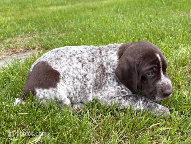RONA & HERO PUPPY – German Shorthaired Pointer puppy for sale in Equinunk, PA