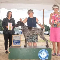Female GSP, a female German Shorthaired Pointer for sale in Equinunk, PA – Photo 10 of 10