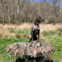 Female GSP, a female German Shorthaired Pointer for sale in Equinunk, PA – Photo 9 of 10